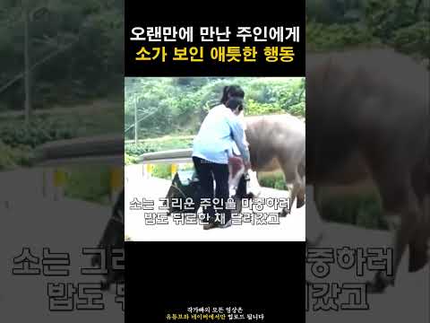 오랜만에 만난 주인에게 소가 보인 애틋한 행동 '뭉클'