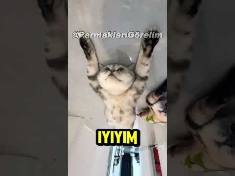 Canım Kedim Pamuğun Muhteşem Şakası! 😱😅 #shorts