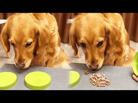 Funny Dog |Don't try to fool the dog~#cuihuastory #cute pet