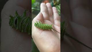 Actias dubernarbi Raupe!✨#insects #motte #raupe