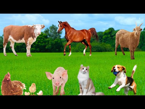 Familiar Animals Around Us - Dogs, Chickens, Cats, Cows, Horses, Goats - Animal Moments