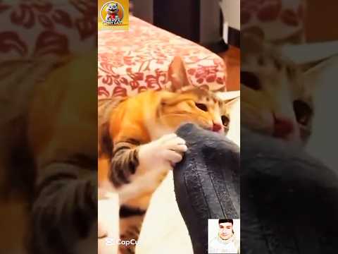 Cats Funny Reaction 😂 #cat #kitten #cats #viral #comedy #funny #catmemes #kittenlove