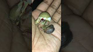 King quail ki bacche