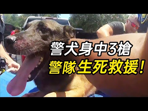 警犬中彈生命垂危，警方與死神賽跑，上演奇跡救援！