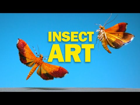 Flying Insects as Art in NAT GEO!