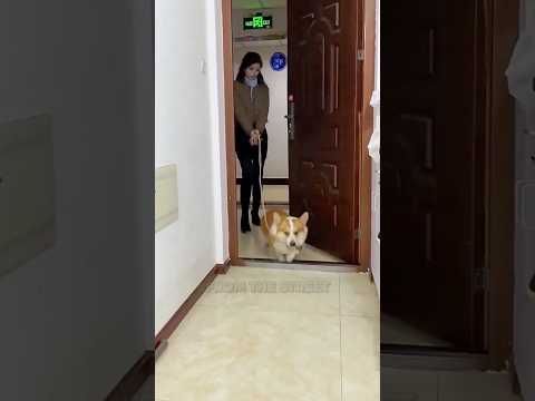 The Dog Brought His Owner A New Girlfriend! 😂