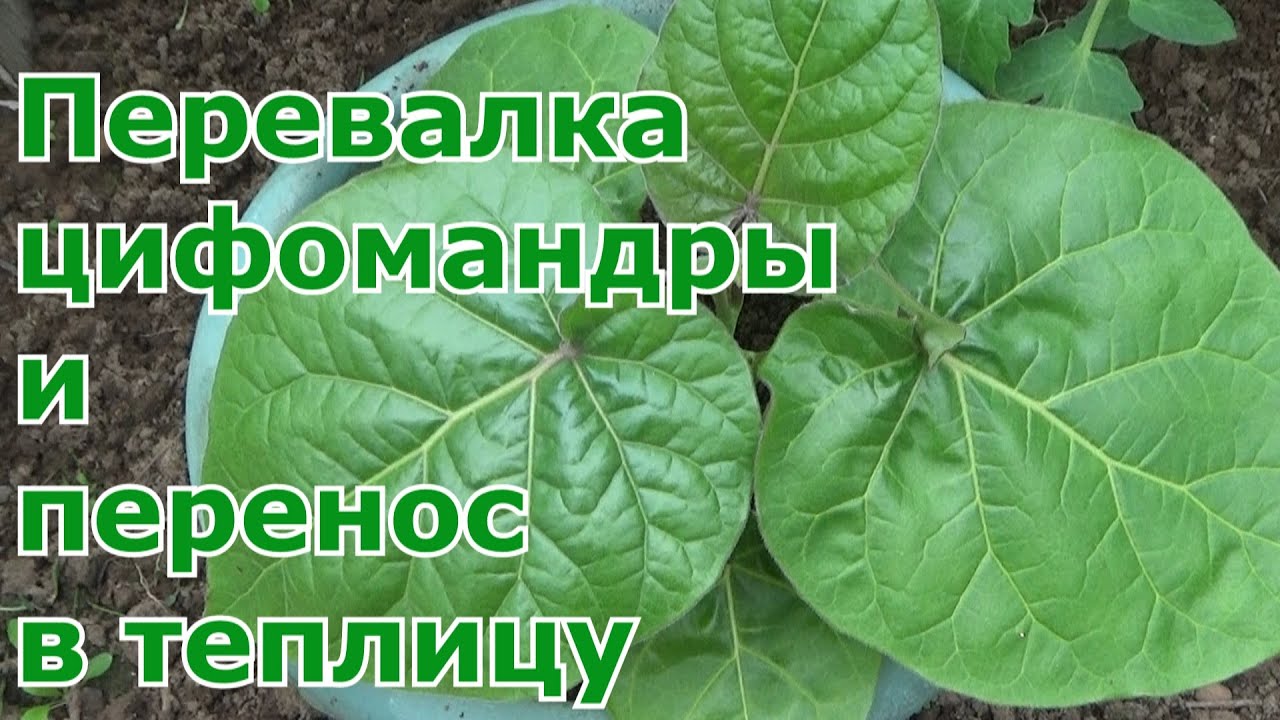Перевалка рассады цифомандры (томатного дерева) в больший объем и переезд в теплицу до осени