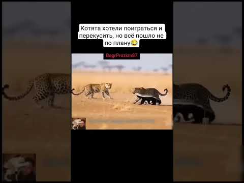 Неофициальный Царь зверей😎