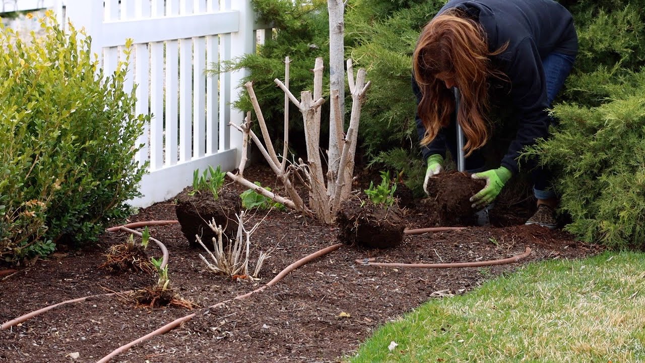 Transplanting Perennials to Make Way For a New Pathway!