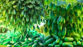 easy method of propagating cucumber trees by shoot cuttings #garden #grafts  