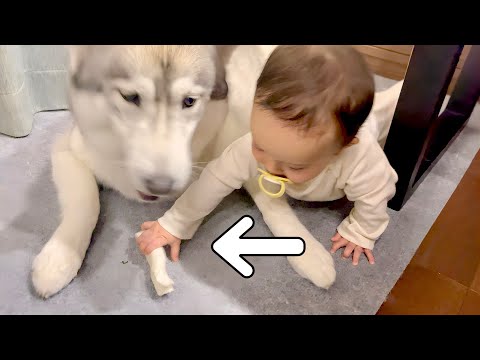 大切なおやつを赤ちゃんに奪われたハスキー犬の反応が衝撃的でした・・・