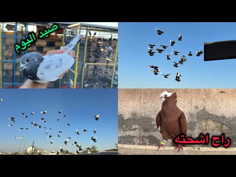 صيد اليوم تعبني 😇😇😇هذا الطير راح ينشحت😱😱الشوامل تخبل فوووول جمال😍😍😍😍😍