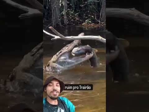 Trairão foi devorado #pescaraiz #pescaria #peixe #pesca