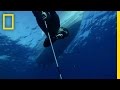 Shark Tagging and Conservation Insights