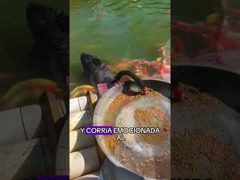 Why do swans feed fish?#animals #Friendship #Us