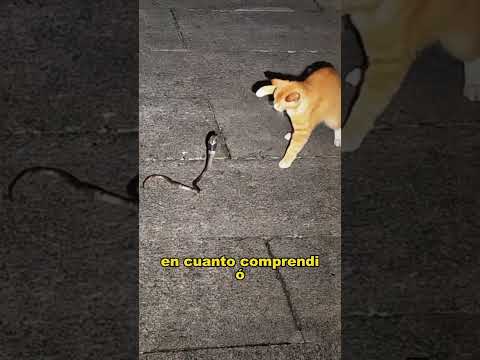 The snake has provoked the wrong opponent this time. #animals #fyp #Friendship #Us