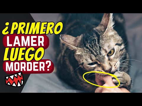 Lamer, luego morder: ESTA es la razón por la que tu gato hace esto