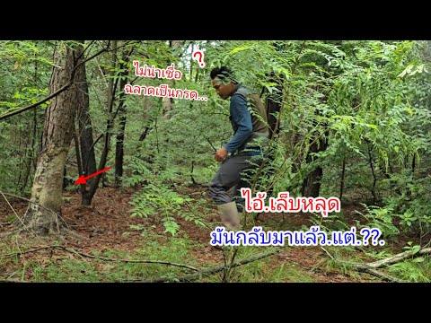 ฉลาดเป็นกรด.??.ไอ้เล็บหลุด.!!.มันกลับมา.เสดไปหนึ่ง.แต่...ยามบ่วงดักหมูป่า