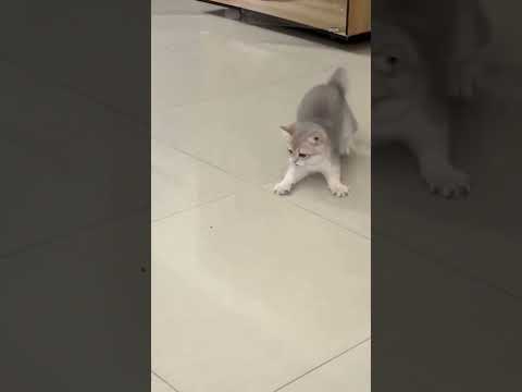 funny and cute cats😂🐈#shortvideo #shorts