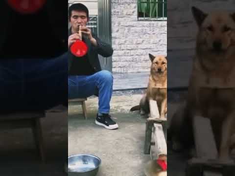 How This Dog Playing Music With Owner