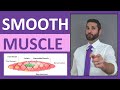 Smooth Muscle Tissue Characteristics