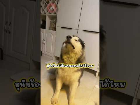 สุนัขร้องไห้เพราะความรักได้ไหม?