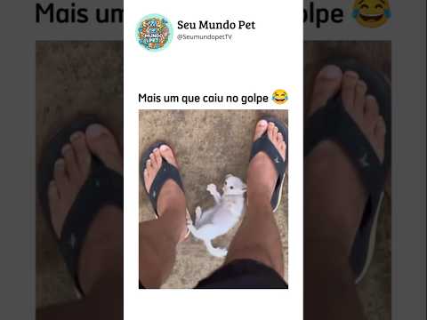 Sempre o mesmo golpe 😂 #animais #brasileiro #shortsvideos #cachorros #gatos #humorbrasileiro
