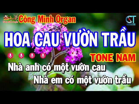 Hoa Cau Vườn Trầu Karaoke Tone Nam ( Bm ) Nhạc Sống Trữ Tình