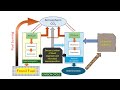 Understanding the Carbon Cycle Concepts