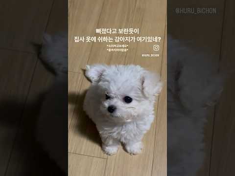 흥 하고 삐지는 강아지