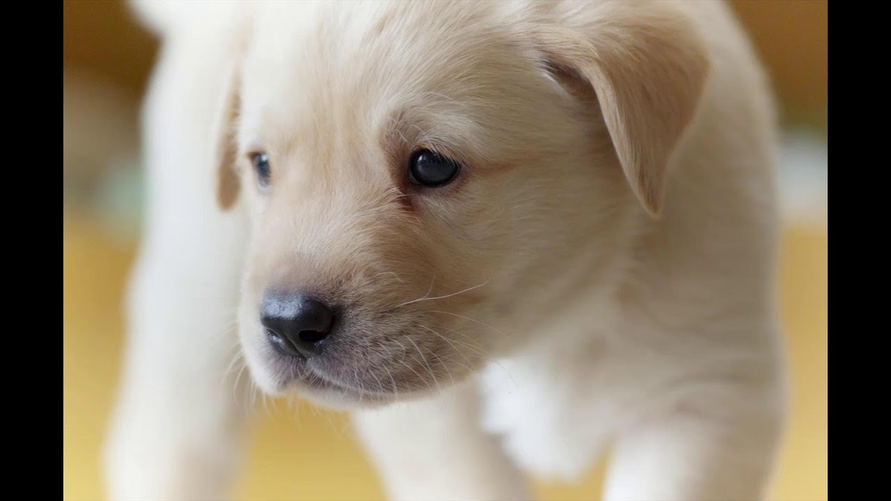 Puppy opens its eyes for the first time Puppy Senses Secret Life of Dogs Earth