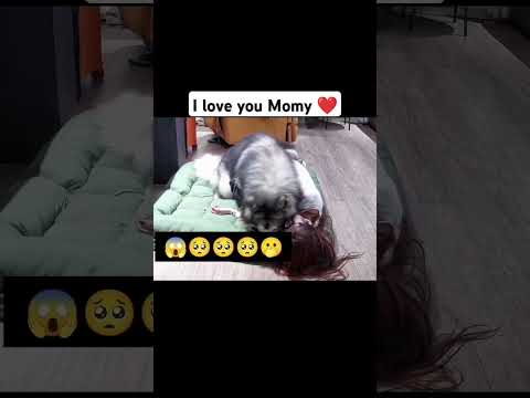 Part -1 momy ๐. #funnyanimal #funny #doglover #comedyfilms #rockiepet #comedymovies #pets