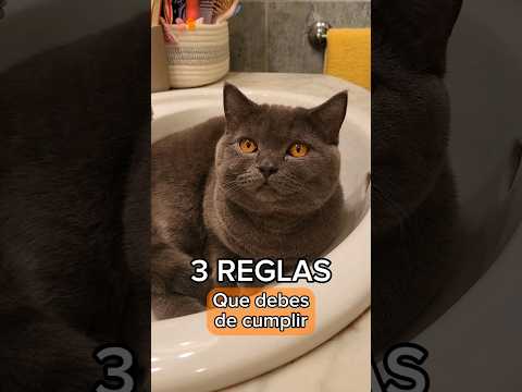 3 REGLAS que debes CUMPLIR 🐈 #gatos #humor #trending #cats