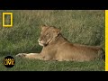 Wildlife Safari Knowledge Assessment