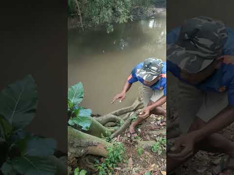 semoga gak lepas lagi #nature #shortvideo