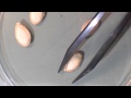 Vegetable Seed Identification and Characteristics