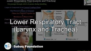 Lower Respiratory Tract (Larynx and Trachea)