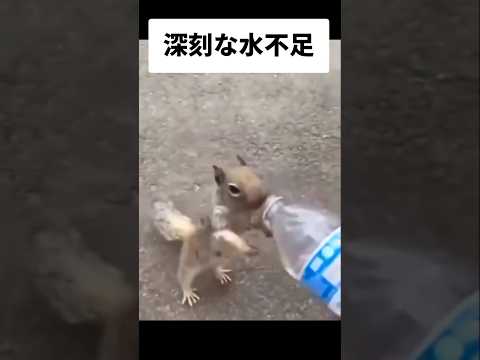 勇気がありすぎるリスの生きる力すご🐿️