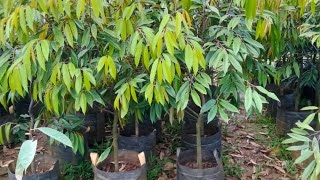 🔴LIVE LANGSUNG DI LAPAK BIBIT NUR DURIAN DI SAWAH