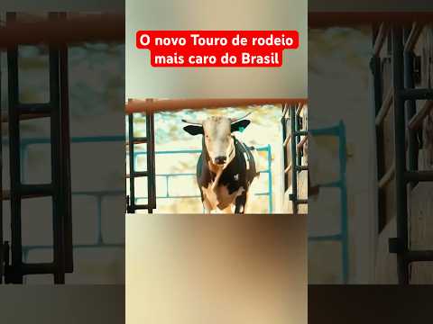 O NOVO TOURO DE RODEIO MAIS CARO DO BRASIL