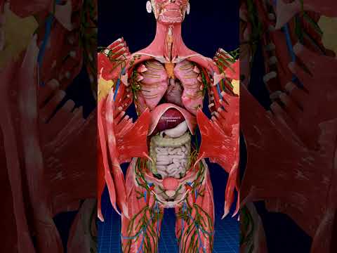 The Hidden Is More Immense | Female Anatomy ✨