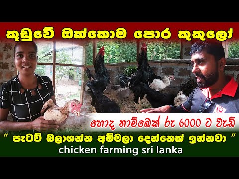 නාම්බෙක් රු 6000 ට වැඩියි | ඔක්කොම පොර කුකුලෝ How to Start a Poultry Farm|Village poultry management