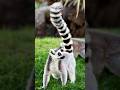 Lemurs: The Unique Primates of Madagascar