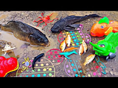 Ikan mas dan sapu sapu bermain lumpur, anak ikan hias, mainan hewan laut kepiting, pop it.part106