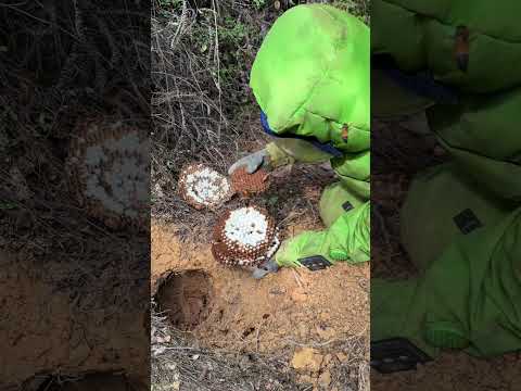 Massive Soil Hornet Hive Discovered in Forest #gianthornets  #hornetnestremoval #77
