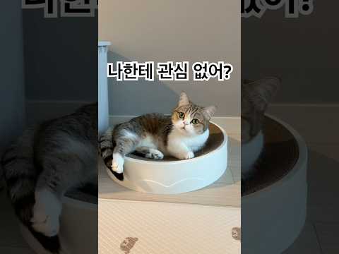 나 좀 봐달라냥!!