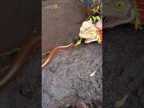 catching snakehead fish on live bait,predator !- SNAKEHEAD FISH #shorts #fish #channa #viralvideo