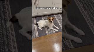 Henry the Jack Russell Terrier Dog - What’s For Dinner? #dog #dogshorts #jackrussellterrier #dogs