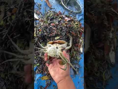 Lanjut kita panen total🦀😋 #tambak #kalimantan #tambaktradisional #anaktambak #vlog