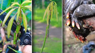 How to Propagate Mango Plant by Grafting & Air Layering 🌳 | Easy Mango Tree Growing Guide